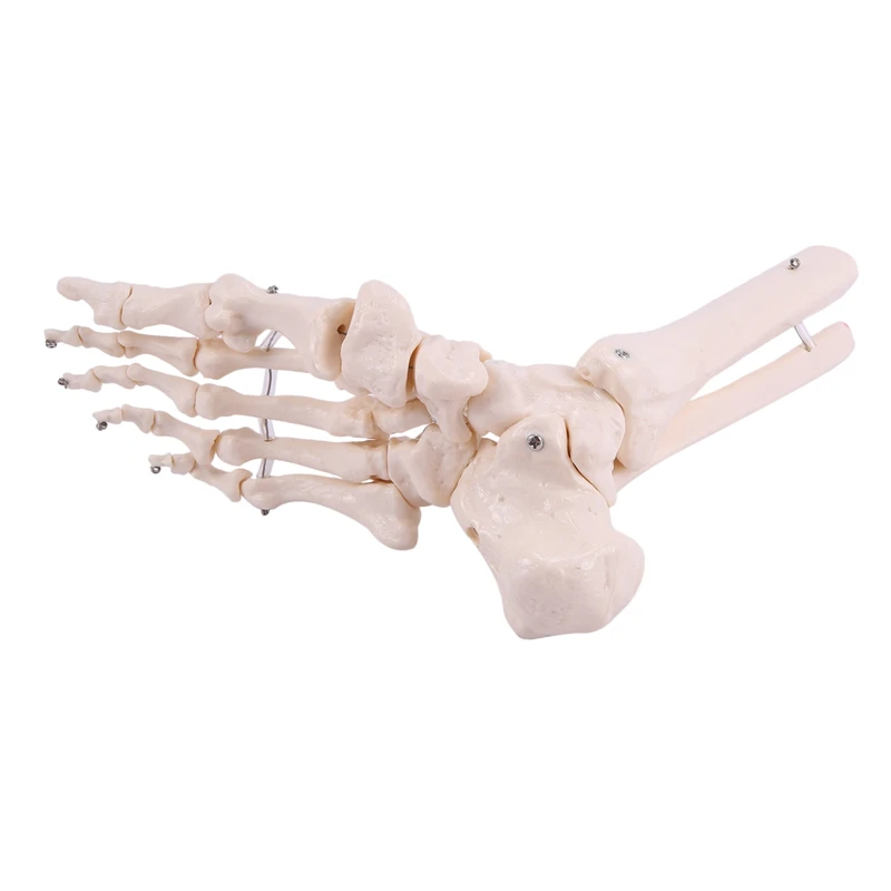 

Life Size 1:1 Human Life Size Right Foot Joint Anatomical Model Ankle Joint Hand and Foot Surgery Model