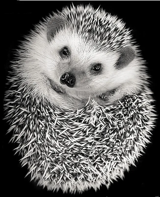 

5D DIY Diamond Painting Full Square/Round Drill "Animal hedgehog" 3D Embroidery Cross Stitch gift Home Decor