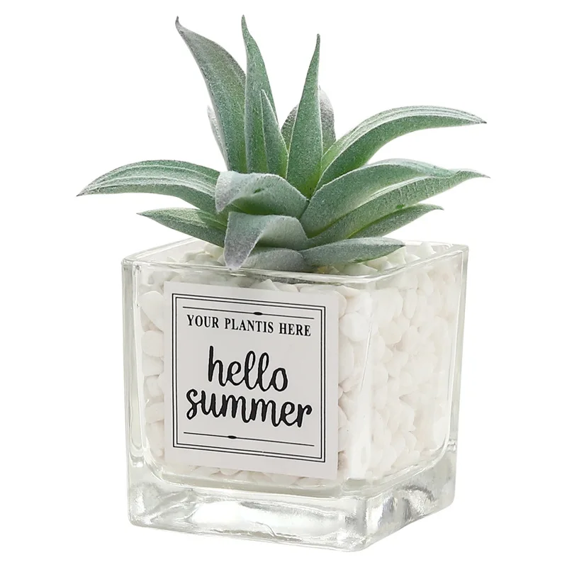 

Nordic Simulation Plant Mini Succulent Potted Plant Decoration Creative Stone Glass Bottle Green Plant Desktop Decoration
