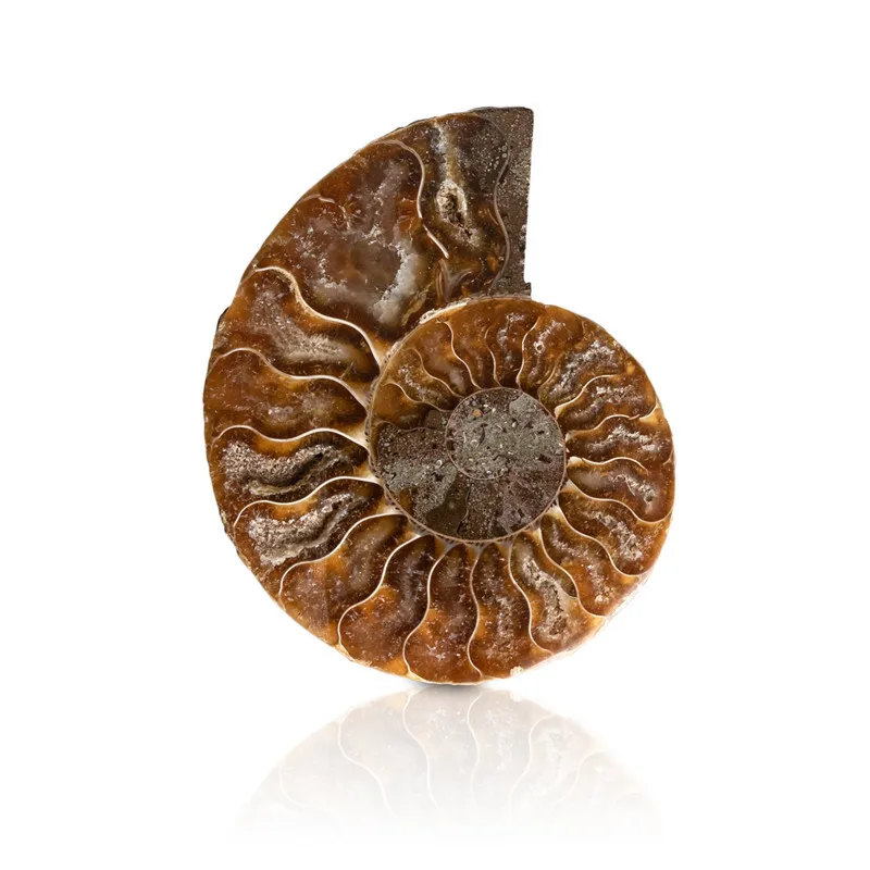 

Natural Conch Fossils Raw Ore Standard Ornament Teaching Collection 1PC