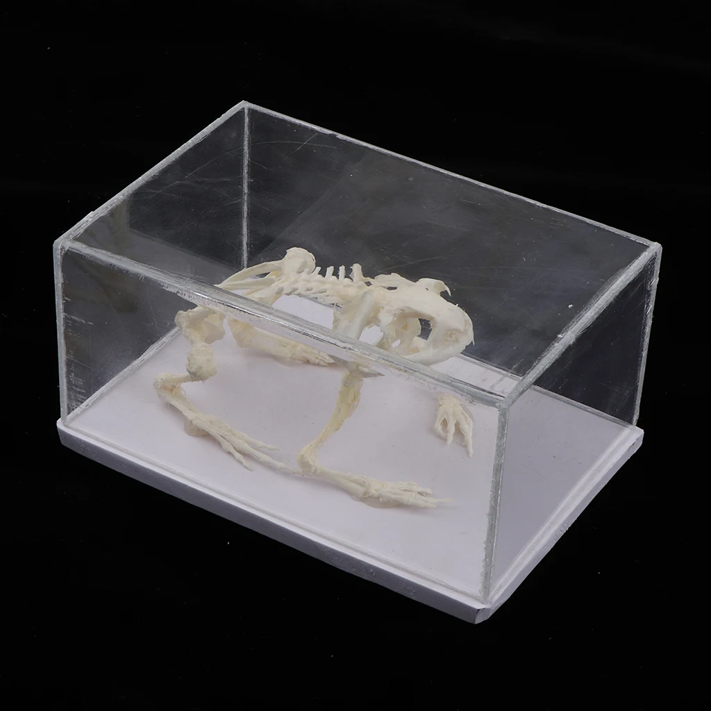Модель скелета животных лягушка скульптура из костяного образца с дисплеем