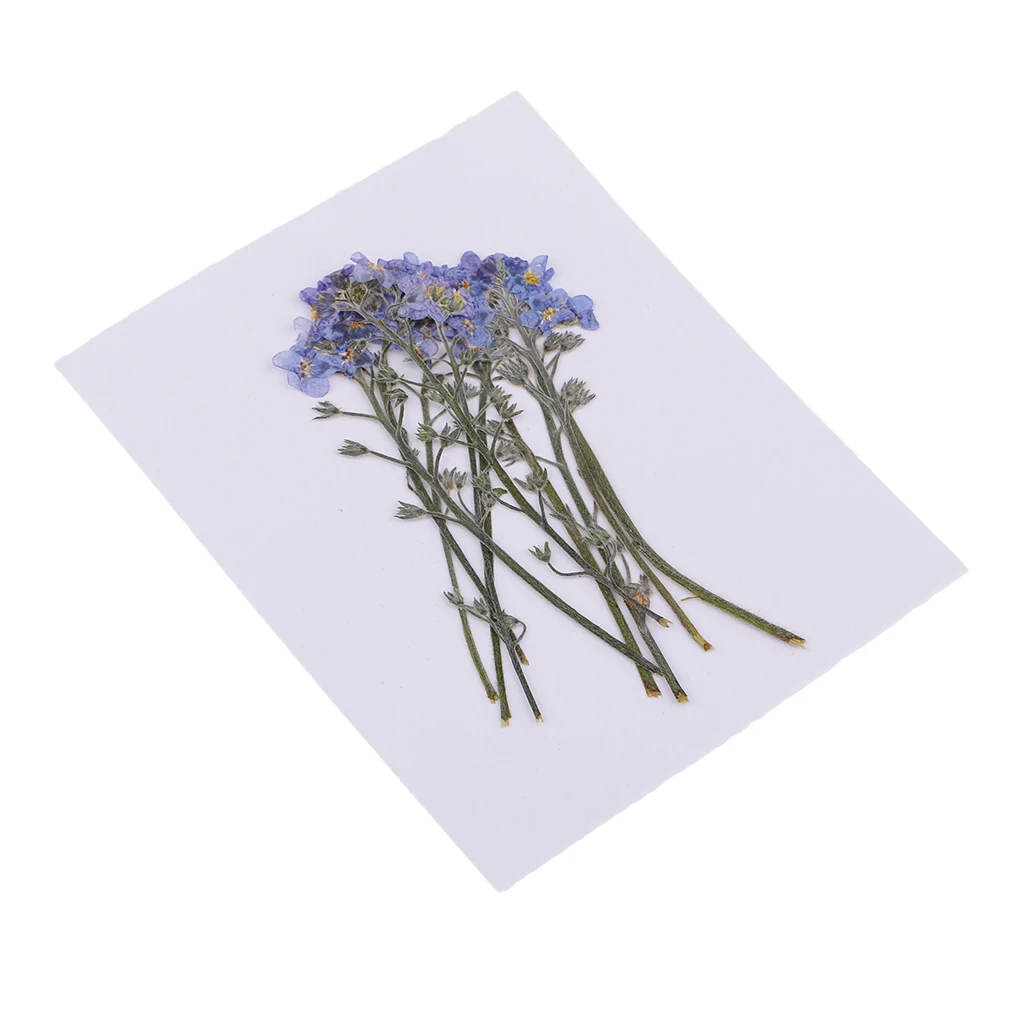 10x прессованные цветы сушеные Forget-me-not Цветочные поделки чехол для телефона