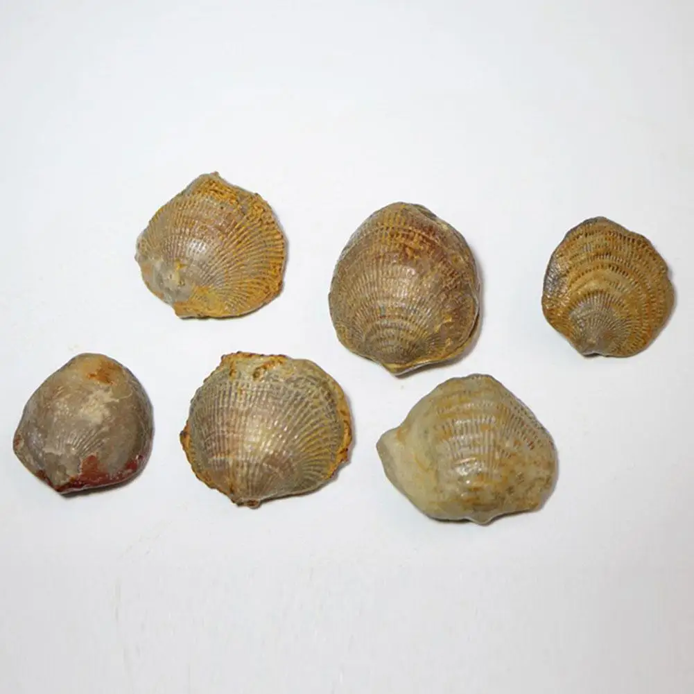 

Древняя ракушка ракушек ископаемый X4U6