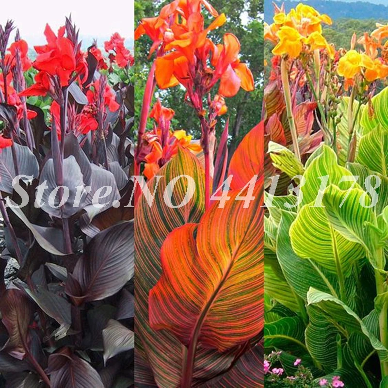 100 искусственный Декор Canna Lily|Цветочные горшки и кадки| |