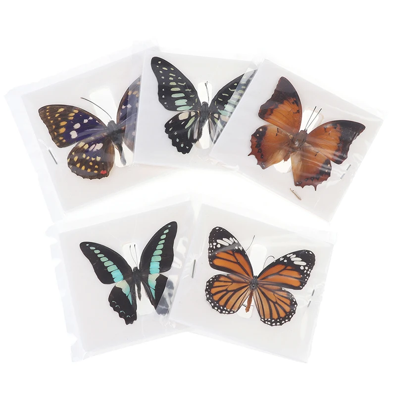 

1pc Random Butterfly Specimen Folded Real Insects Wholesale Butterfly Specimen Organizer