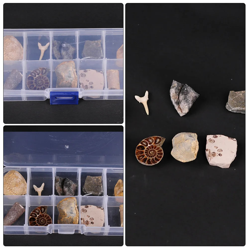 

10pcs Ancient Fossil Adornment Desktop Ornaments Classroom Teaching Specimen