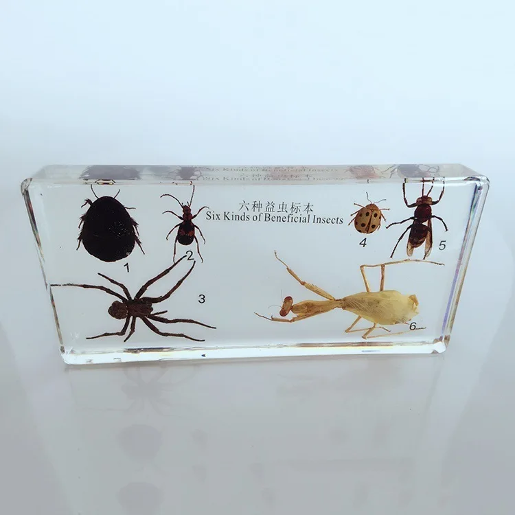 

Six Kinds of Beneficial Insects Embedded Specimen Insect Specimen Models Biological Entomology Teaching Aids Resin Handicraft
