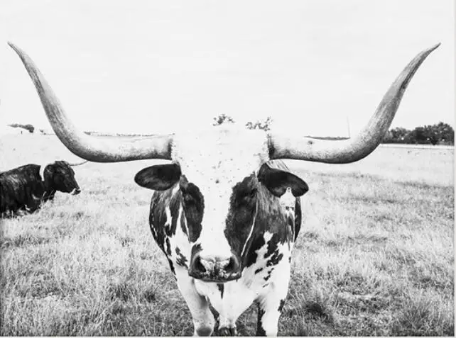 

Lot style Choose Animal Cow Art print Silk poster Home Wall Decor