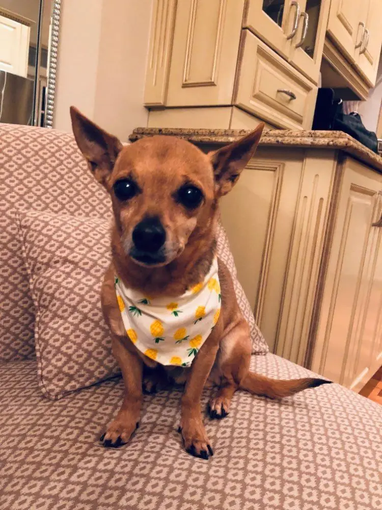 1 шт фруктовая Собака Бандана принт собачий шарф для питомца регулируемый размер