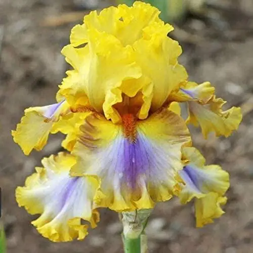 

10 Yellow Iris Plant Flower Rare Roots Perennial Resistant Reblooming Garden Outdoors Home Garden Easy Grow Plant Flower Roots
