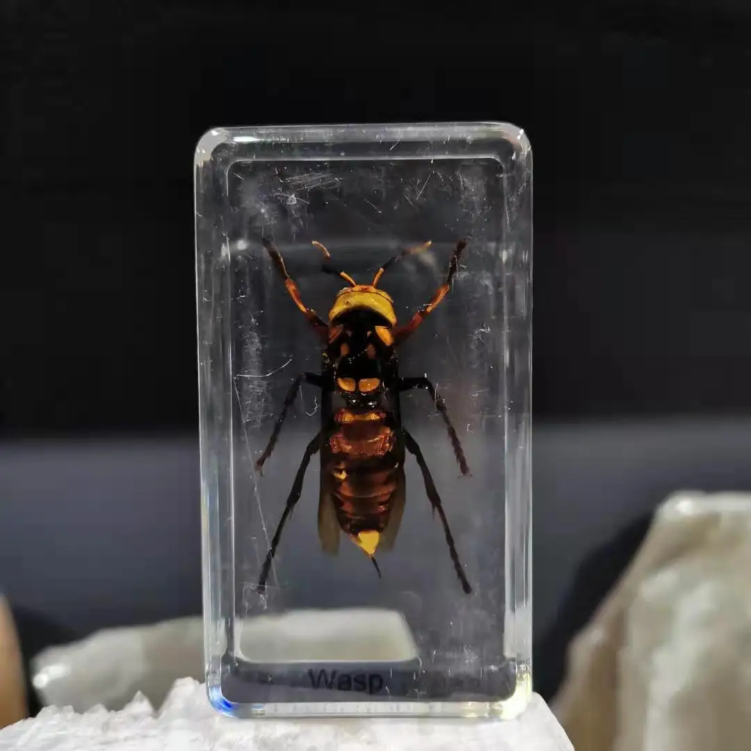 Esp&eacute;cimen de ense&ntilde;anza de insectos, decoraci&oacute;n de insectos de resina-5