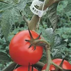 50150 шт цветок садовый филиал зажим стержня сад томат, Горшечное растение лоза перец поддерживающий зажим Пластик висит в сельском хозяйстве