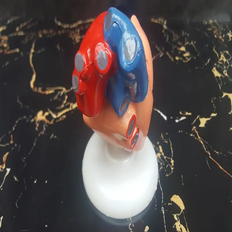 1:1 медицинская желудочно кишечная анатомическая модель в натуральную величину