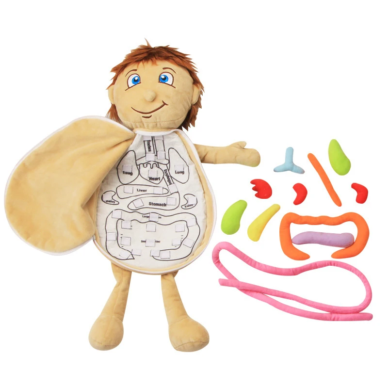 

Anatomy Apron Human Body Organs Awareness Educational Toy for Home Preschool Teaching Aid Tool 3D Organ Apron Boy Model Doll Toy