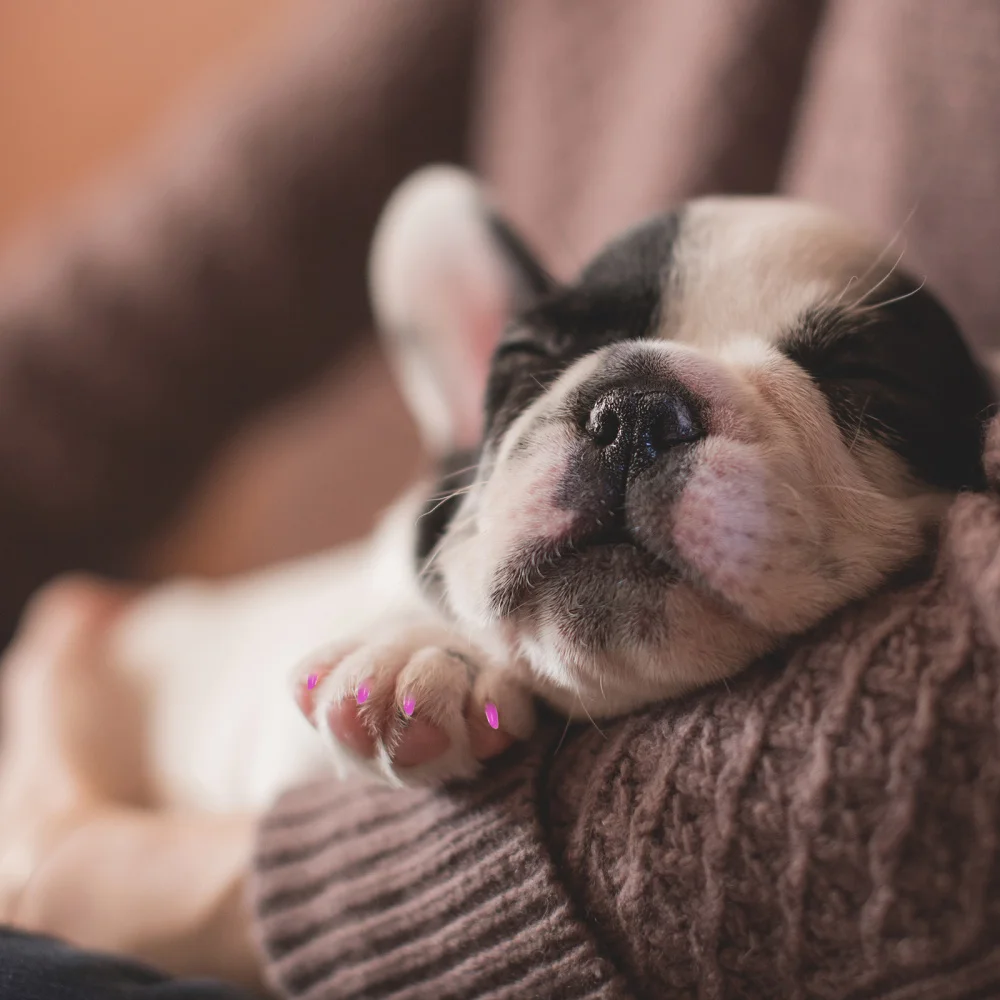 

160pcs Cat Nail Caps Colorful Pet Claw Covers Pet Supplies with 8 Adhesive Glues