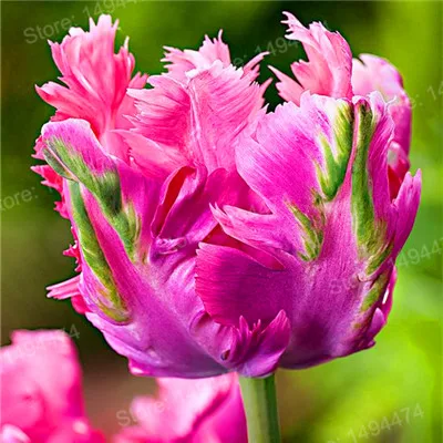 Серый 100pcs Tulip flores White Blue Purple mixed color Flower plantas bonsai flower plante colorful plants for home garden - Цвет: Серый