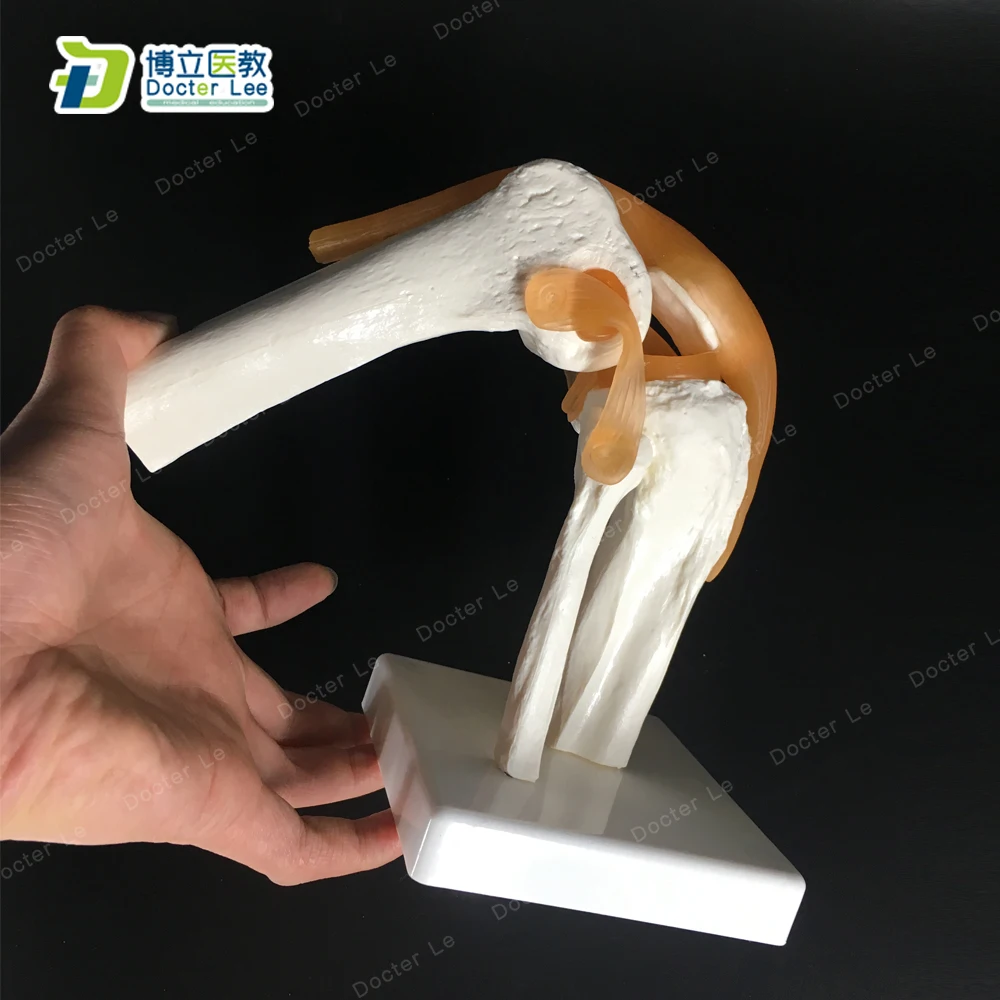 Моделирование мышц коленного сустава BOLI/ Flexibel модель костной анатомии при