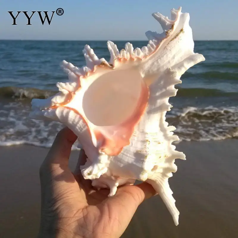 Натуральные морские ракушки современные аксессуары для украшения дома пляжный