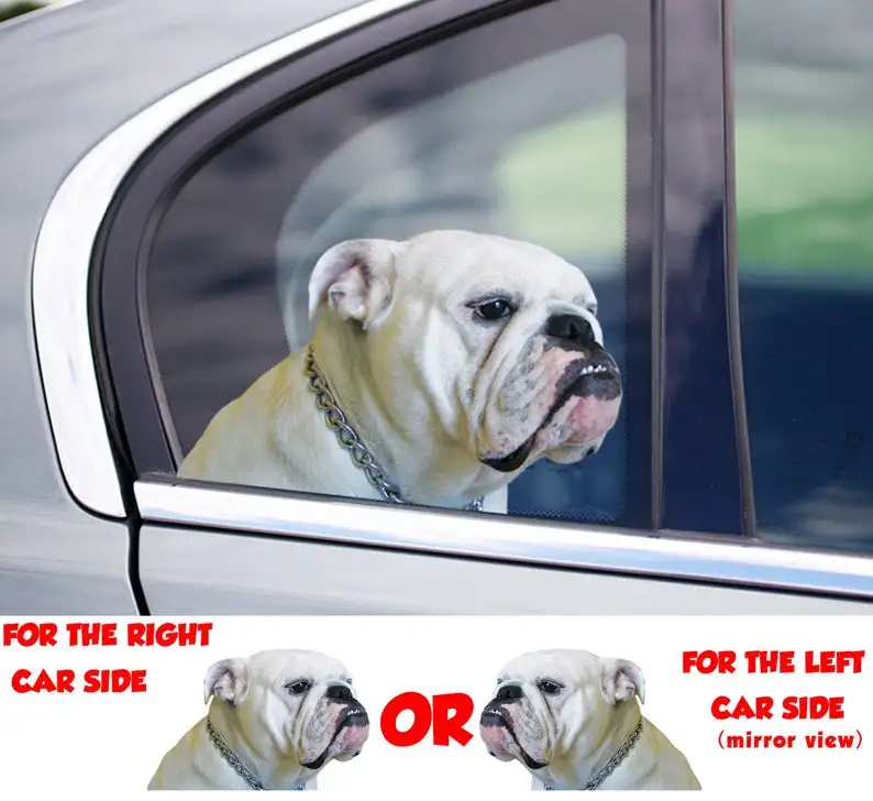 

White Bulldog window sticker , 3D sticker, funny sticker, White Bulldog decal