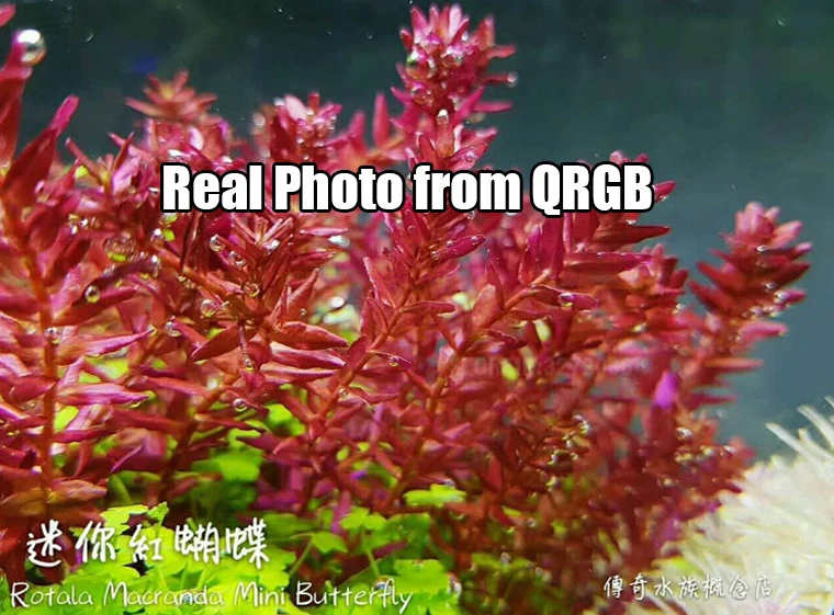 Новинка ADA Effect RGB полный спектр умная водопроводная Светодиодная лампа для роста растений рассвет закат водяное растение для аквариума аквариум