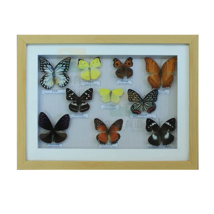 10 видов реалистичных образцов бабочек встроенные образцы насекомых