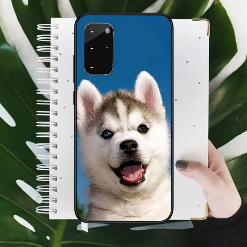 

husky cute dog animal Phone Case For Samsung galaxy A S note 10 7 8 9 20 30 31 40 50 51 70 71 21 s ultra plus Luxury brand shell