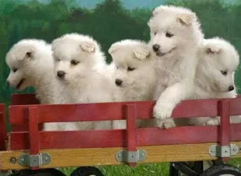 Большой жестяной знак для щенка Samoyed алюминиевый металлический знак|Таблички и