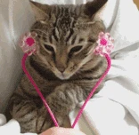 Инструмент для массажа кошек массажер тонкого лица ног инструмент ухода за