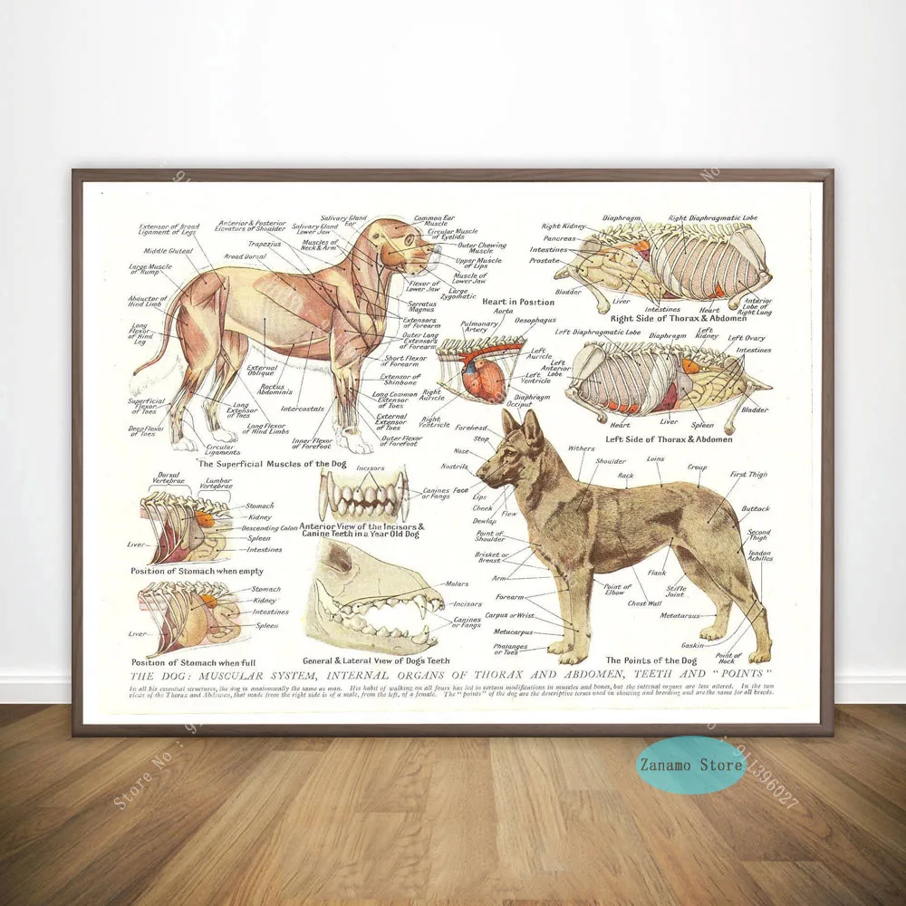 ZT1061 Мускульные органы собаки животное анатологический постер Настенная картина