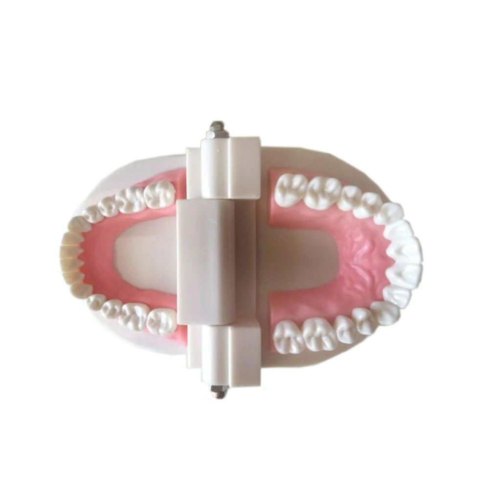 Медицинский учебный инструмент модель зубов Стоматологическая специальное