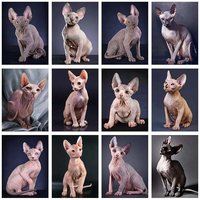 

Canadian Hairless DIY Diamond Painting 5D Full Square Drill Sphinx Cat Animal Diamond Embroidery Wall Room Decor Gift