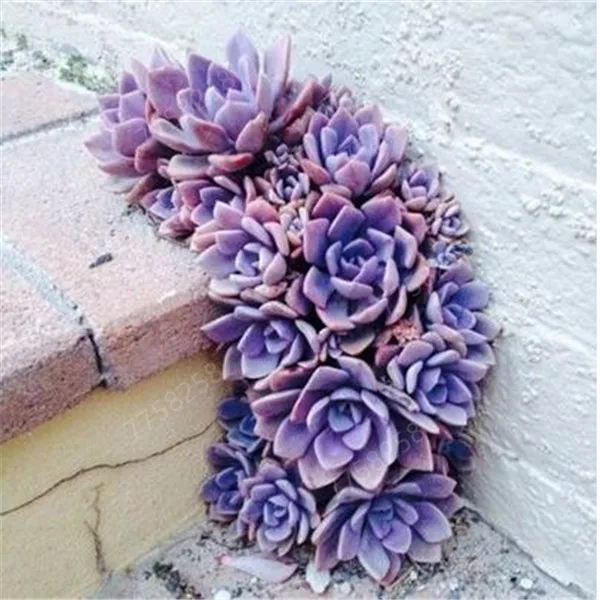 100 шт. искусственный кактус | Дом и сад