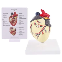 dog heart anatomy model canine pet animal organ study teaching science aid education research