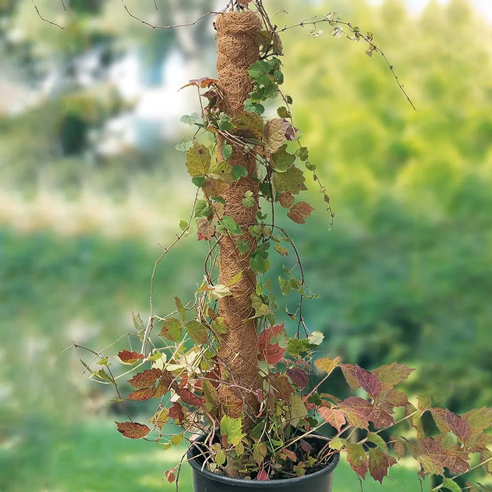 

Home Support Coir Totem Pole Climbing Plants Stick Office Extension Coconut Fiber Creeper Trelli Frame Maintain Moisture Balcony