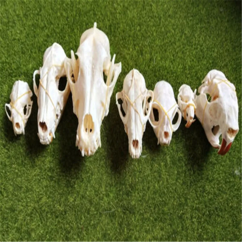 

7 Pcs Real Animal Skull Bone Specimens Collection Skull Specimens Fox skull Cat Skull Rabbit Skull Unusual Home Ornament Gift