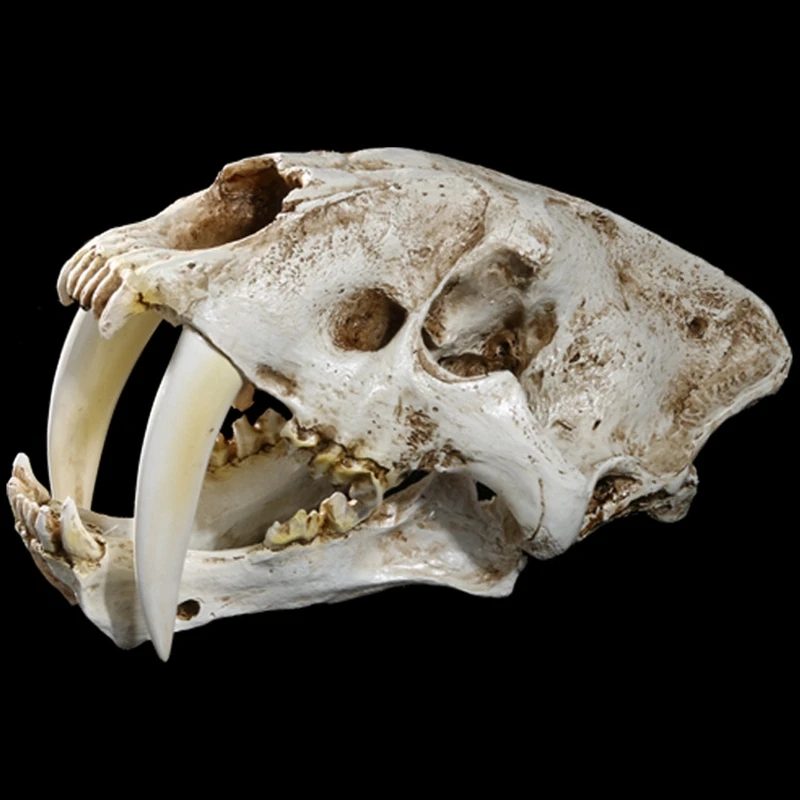 1:1 Size American Ancient Animals Saber Tooth Cat Tiger Skull Sabertooth Smilodon Fatalis Specimen Model Animal Skeleton | Дом и сад
