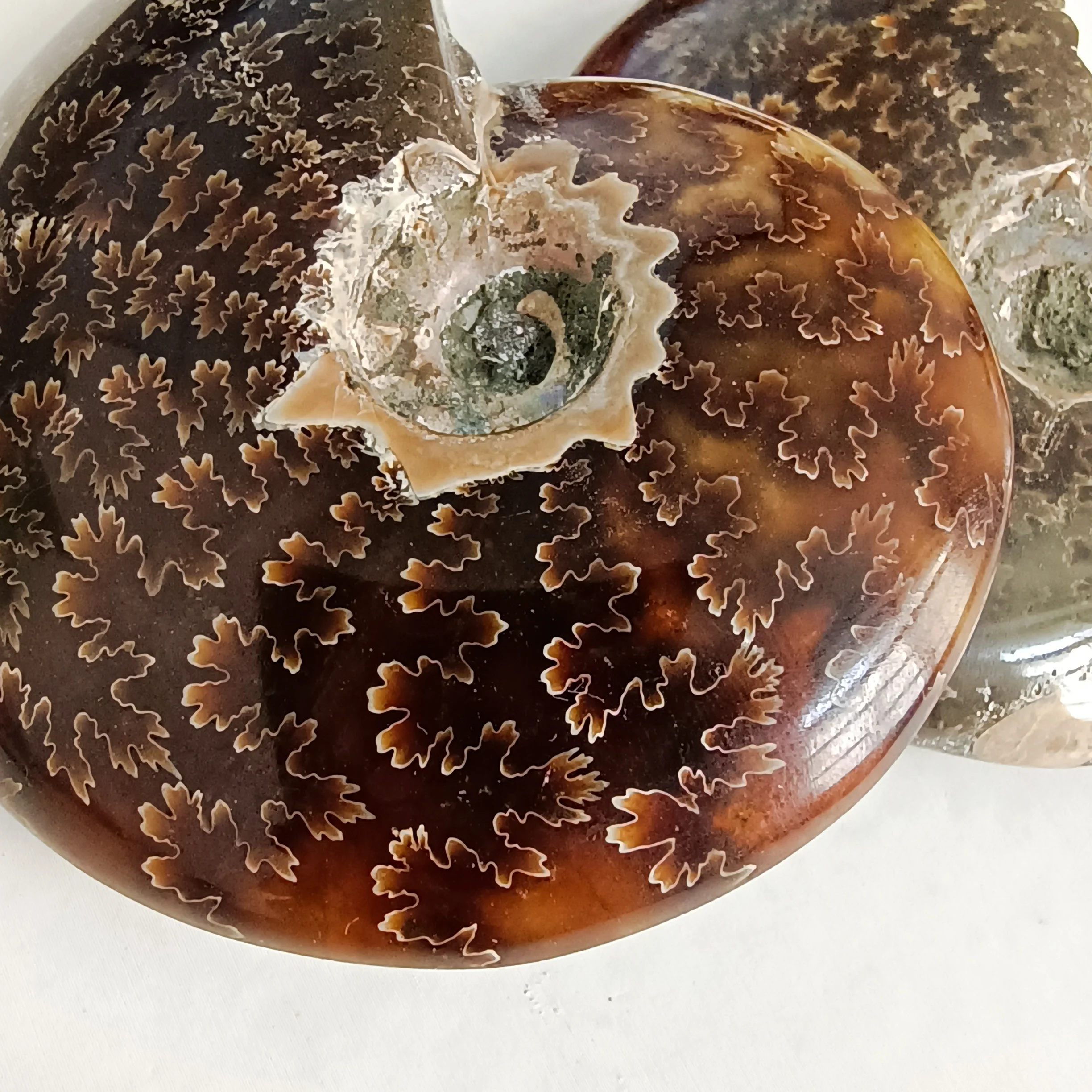 

1pc Natural Conch Rough smooth Stone Ornaments Ammonite Slices Polished Conch crystals specimen healing decoration