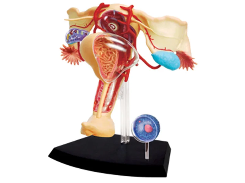 female reproductive 4d человеческая система для тела, почечная голова, нервы, кожа, анатомическая модель для медиков, поставщик обучающих пазлов, сборная игрушка - Цвет: female reproductive