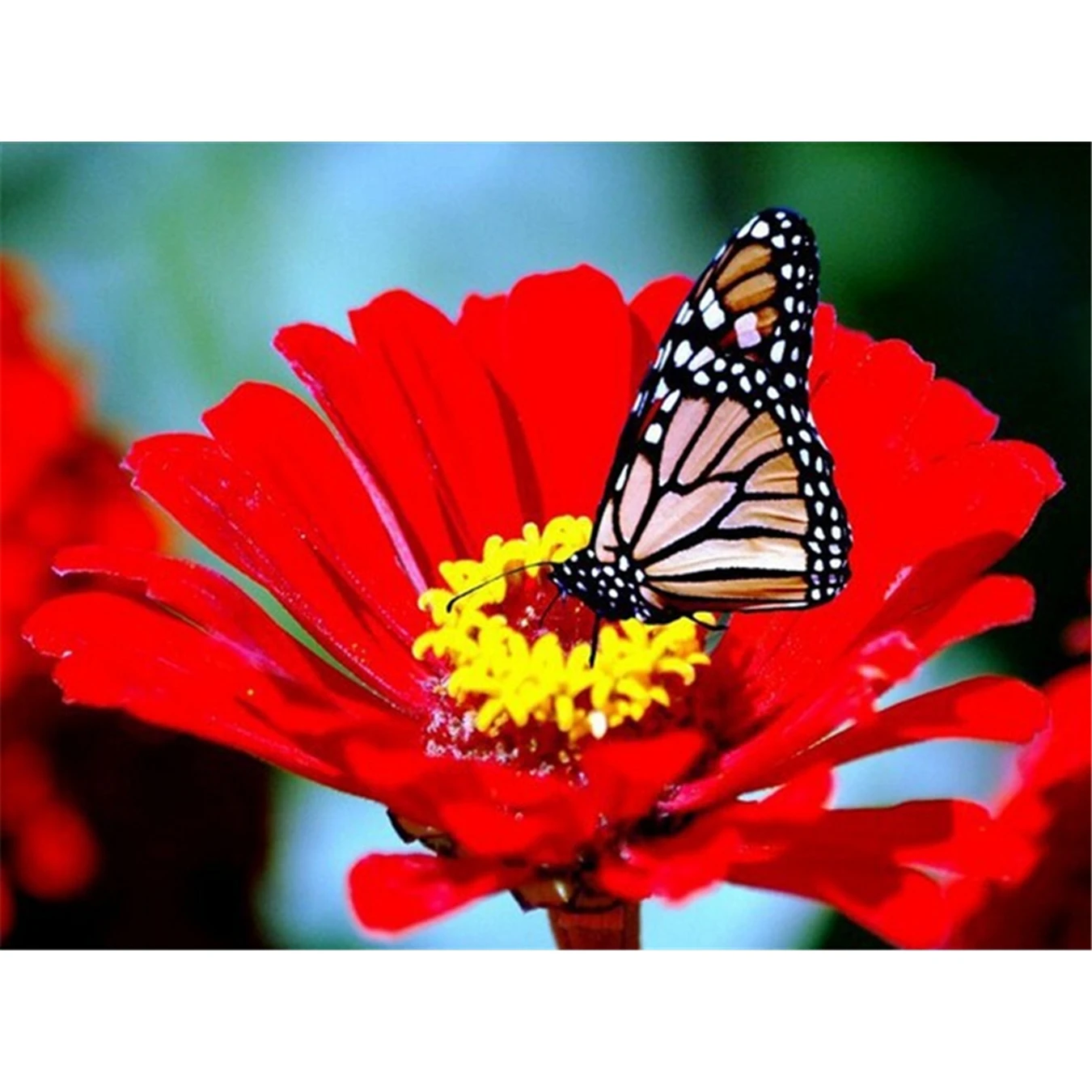 Бабочка цветок 5D алмазная вышивка крестиком живопись сделай сам кристалл