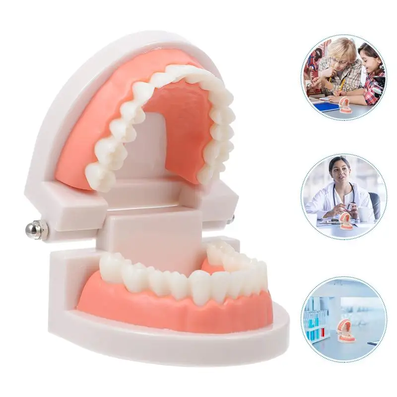 

1 шт., Детская модель ротовой полости