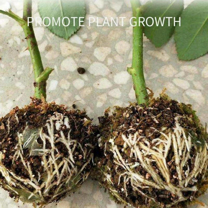 

5pcs Plant Root Growing Box Grafting Rooting Ball High Pressure Garden Breeding Case For Garden Plant Propagation Boxes Sapling