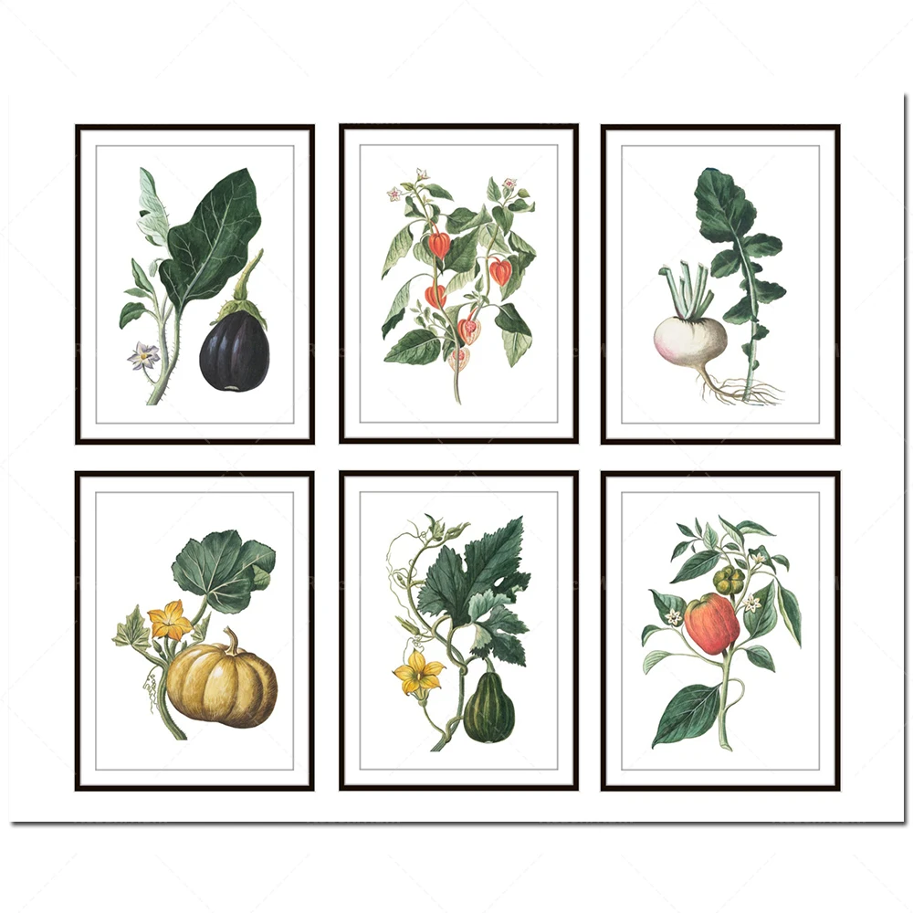 

Jardin botanique, estampes, 6 séries d'illustrations rétro,