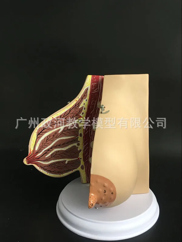 Модель женской грудной клетки Гинекологическая анатомическая модель биология