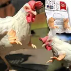 Игрушка-курица, подарок в виде забавной птицы, украшение на руку, игрушка для питомца, курица, тематическая вечевечерние, смешная птица, Декор, искусственная птица