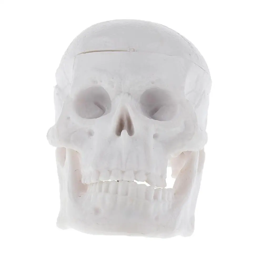 Детали для обучения медицинской анатомии|painting model|human anatomicalskull human |