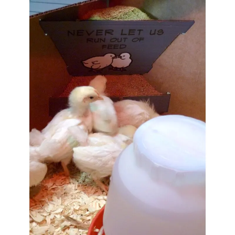 Incubadora de pollitos Menlo-1