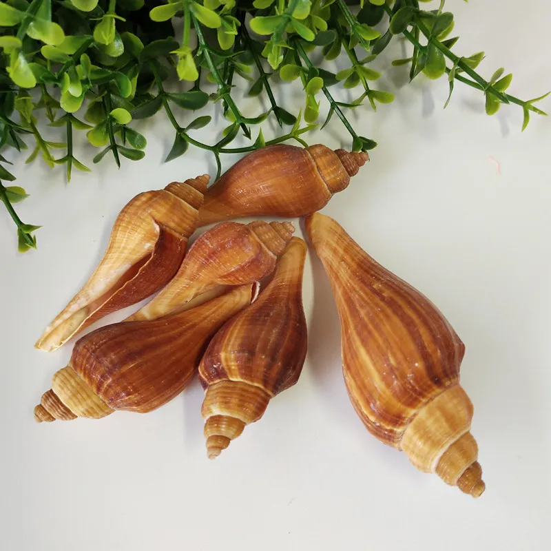 10 шт. ракушки из натуральных морских ракушек|Ракушки и морские звезды| |