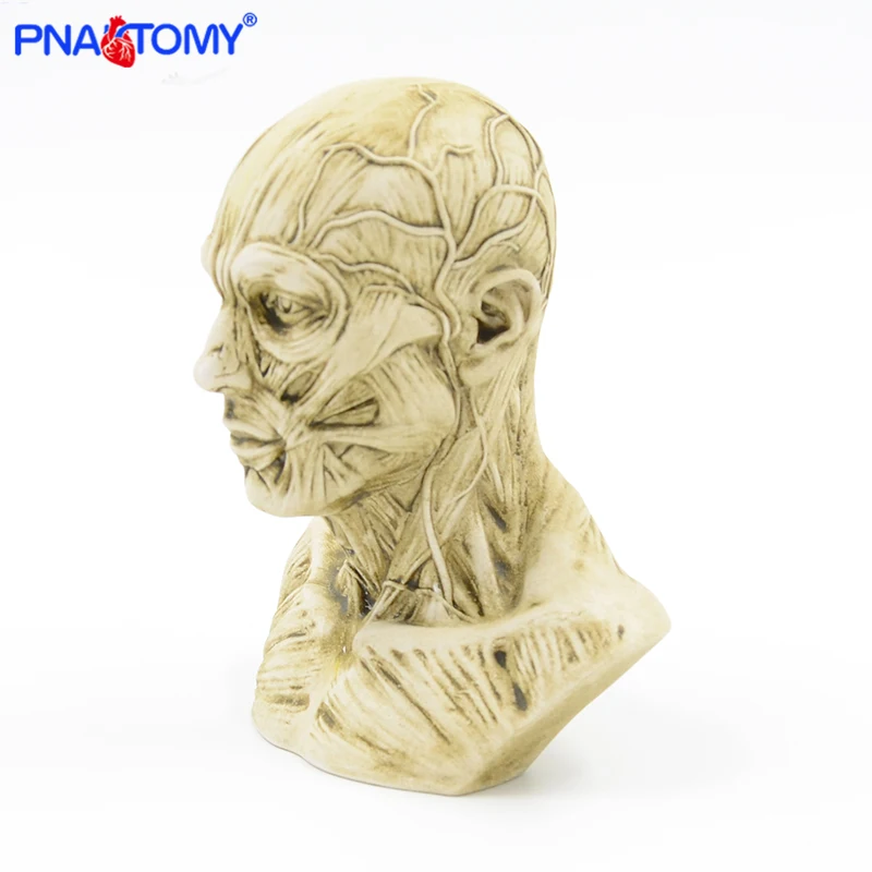 Mini Human Head Model With Blood Vessel Resin Material Educational Tool Artist Sketch Model Anatomical Model blood vessel model human arteries arteriosclerosis model medical gift anatomical tools with card and base pnatomy enlarged