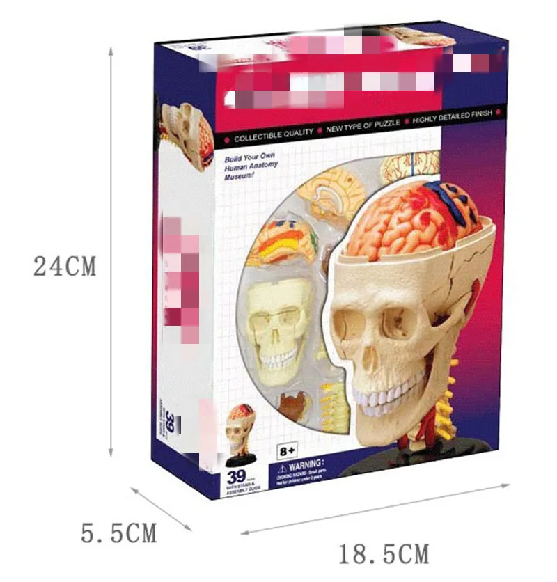 Cranal Nerve Skull 4D биологические развивающие игрушки собранные человеческие органы висцеральное сердце анатомическая модель биологические игрушки головоломка - Цвет: Cranal Nerve Skull