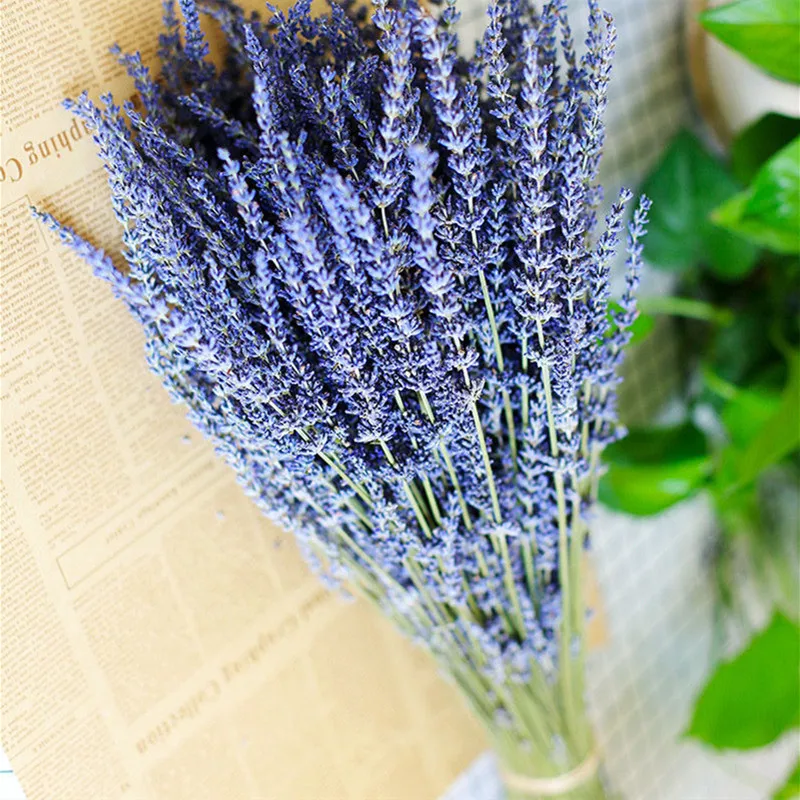 

50 Pcs/ bundle Provence Natural Lavender Flower Dried Flowers Romantic Immortal DIY Flower Garden Living Room Decor Wedding